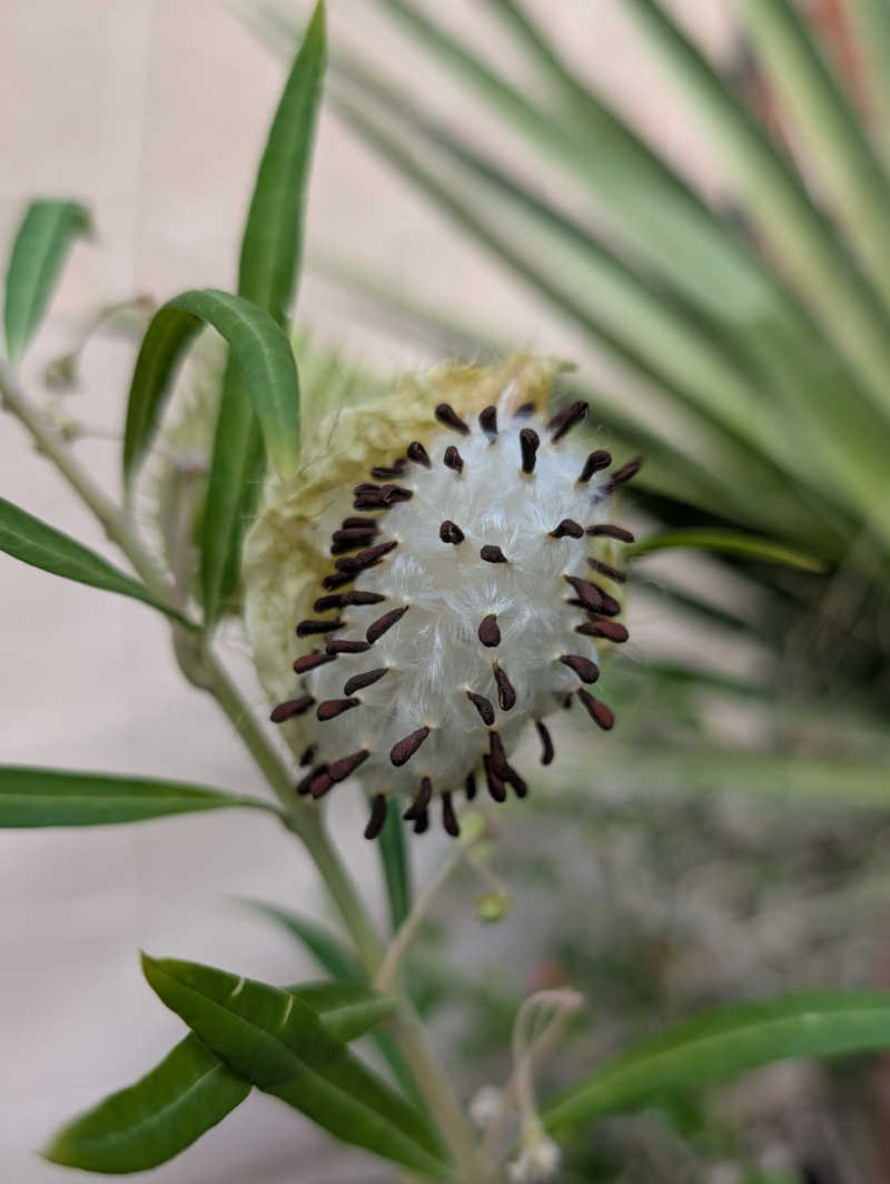 Opened Cottonbusg seed pod