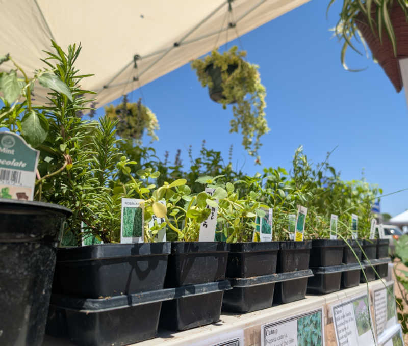 Herbs on a table